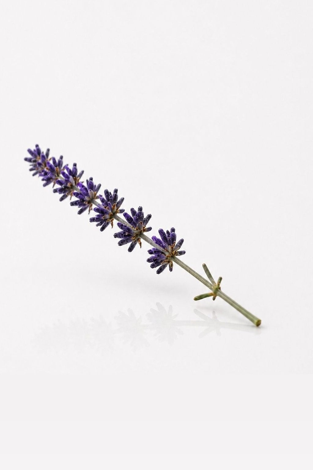 Aromatic fragrance collection featuring designer inspired perfume oils with lavender, herbs, green notes and aromatic accords