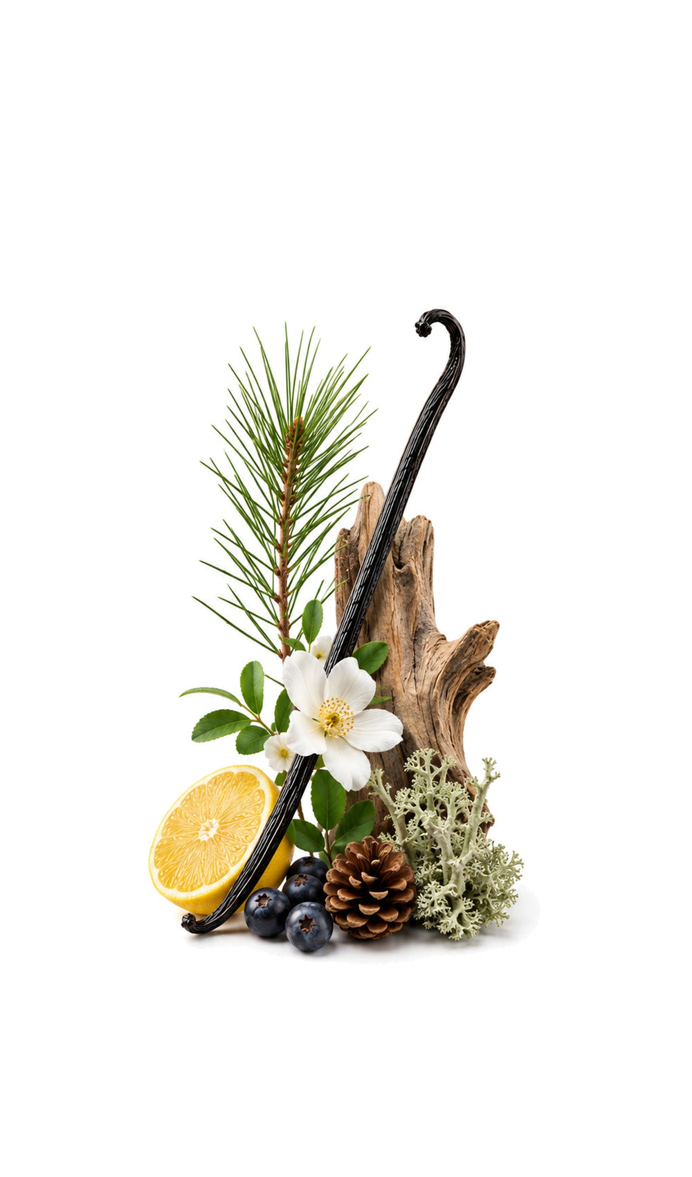 Gypsy Potion Perfume Oil inspired by Gypsy Water, Byredo — fragrance-note image for a scent where juniper and citrus brighten incense and creamy sandalwood.