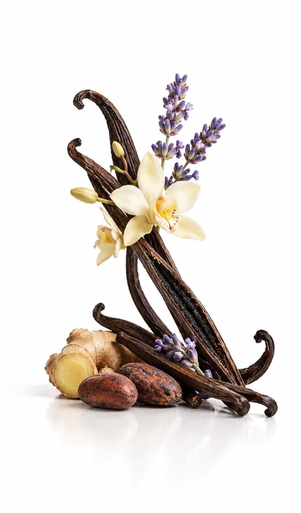 Burberry Goddess dupe perfume oil Aurelia by Perfume Oil Expressions, with vanilla pods and flowers, lavender, ginger and cacao