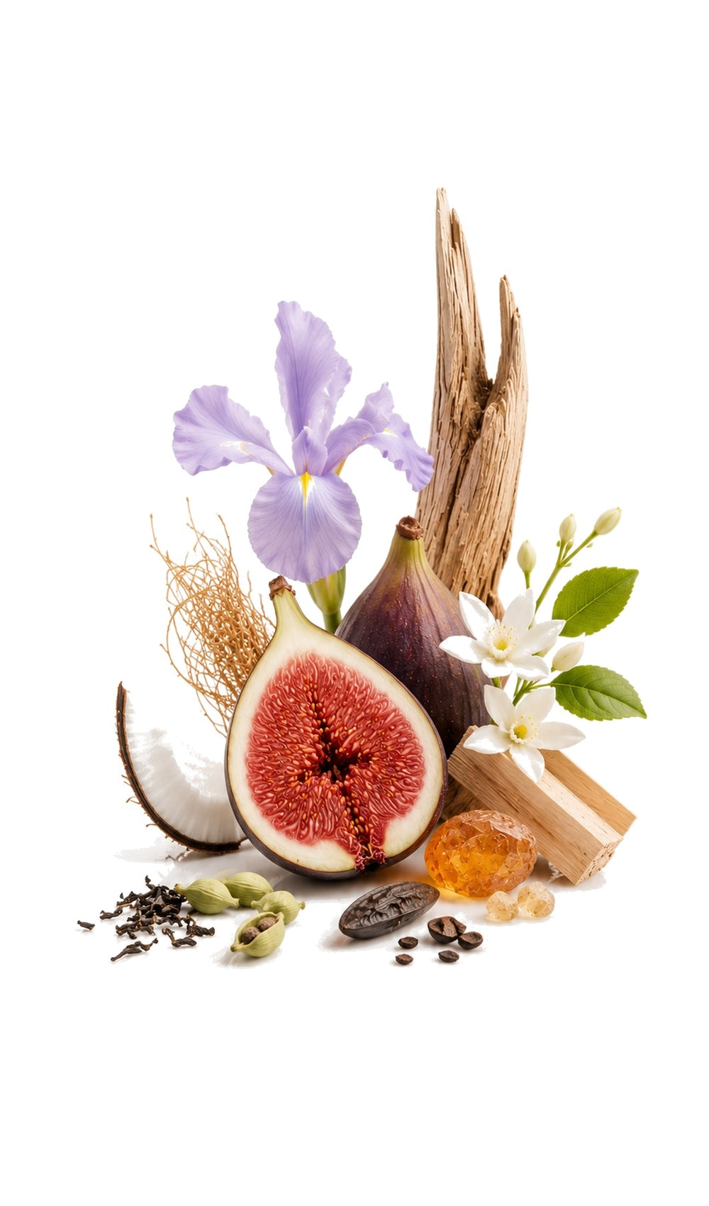 Creamy Iris Perfume Oil inspired by Gris Charnel, BDK Parfums — fragrance-note image for a scent where creamy sandalwood, fig and black tea warm with cardamom spice.